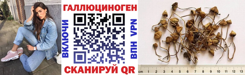 Галлюциногенные грибы Psilocybe  Кологрив 